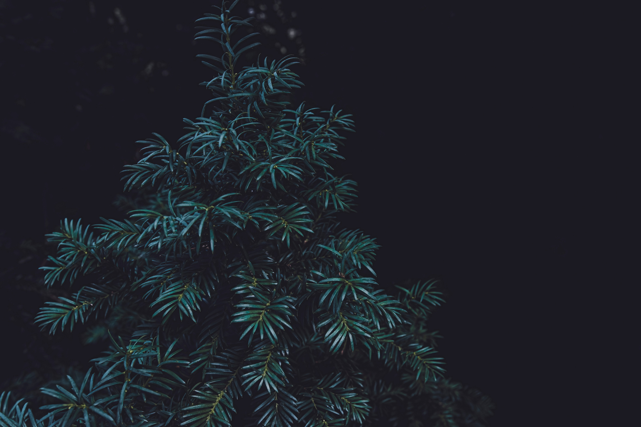 Yew tree branches