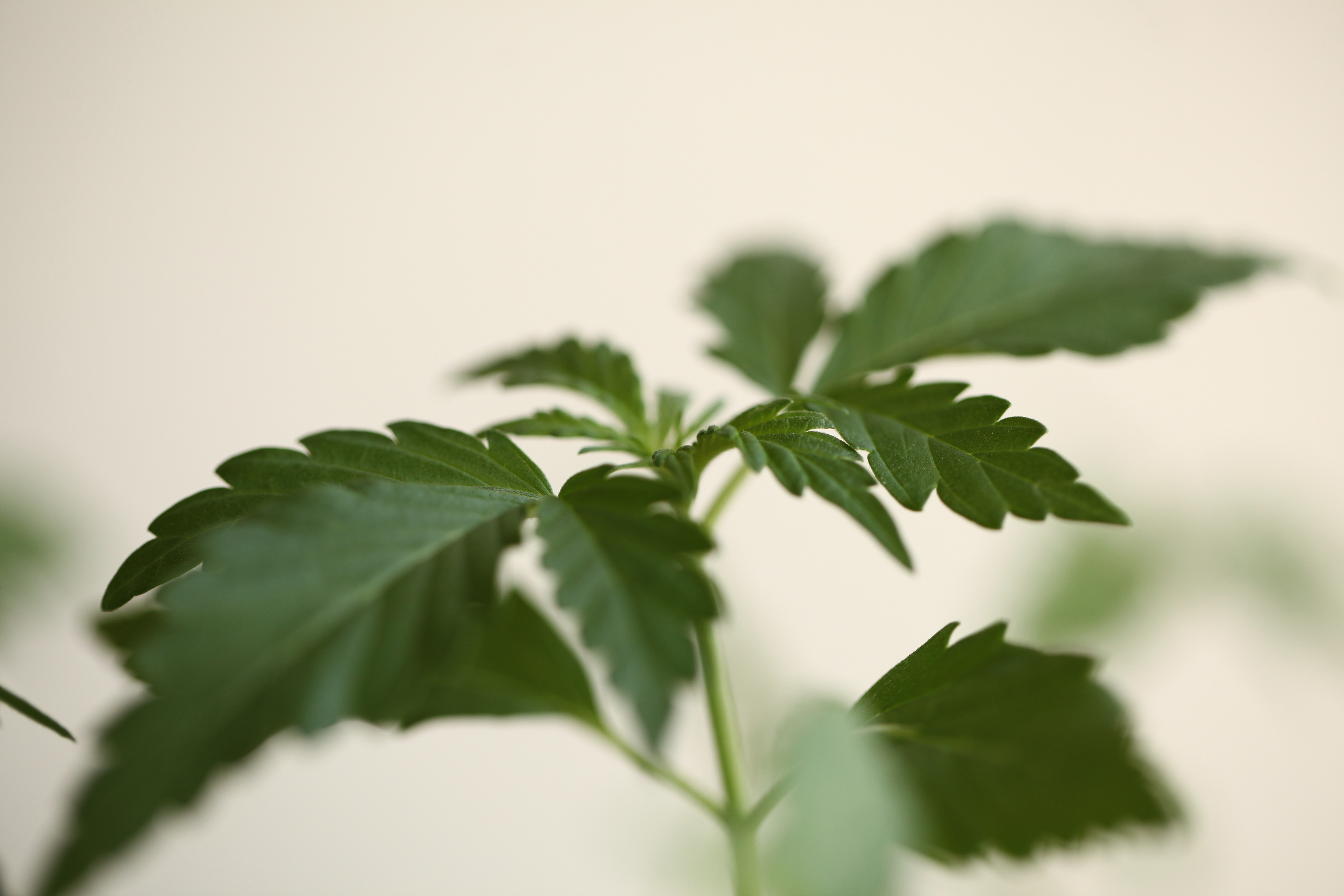 cannabis hemp plant